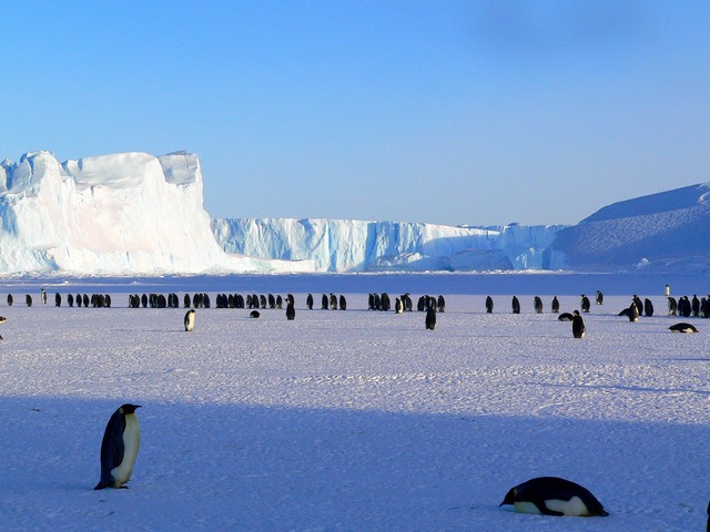 penguincolony