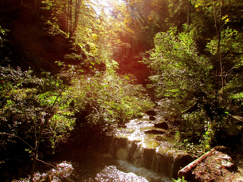 Gerüche im Wald