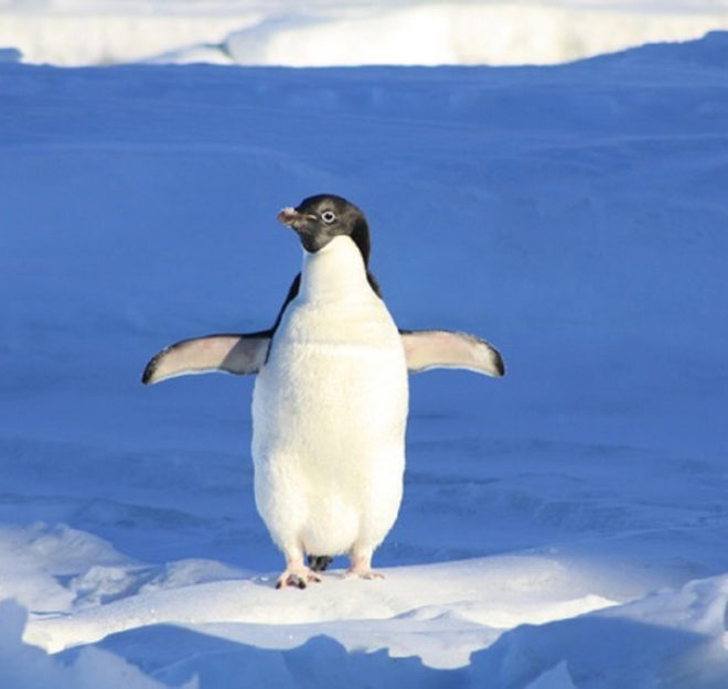 observing penguins to create car software code