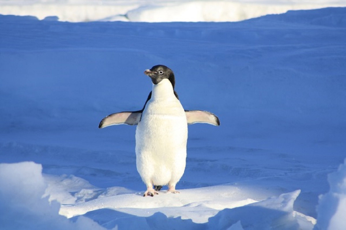 observing penguins to create car software code