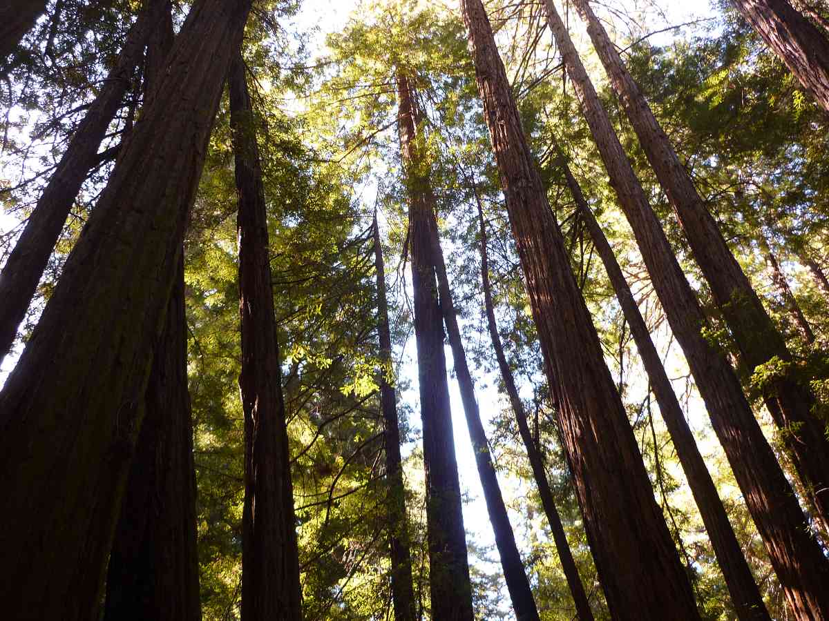 Muir Woods